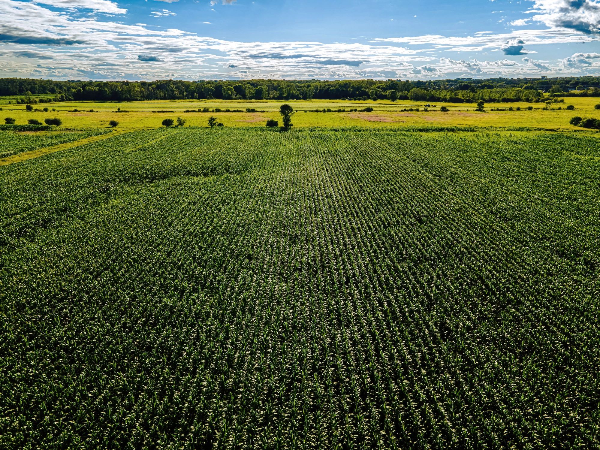 Open rural landscape in Wisconsin with cornfield and trees
